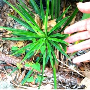 YUCCA'S PUPS!